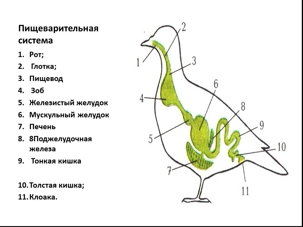 Что находится в мускульном желудке птицы. Система органов птиц пищеварительная система. Схема пищеварительной системы птицы. Пищеварительная система птиц 7 класс схема. Строение пищеварительной системы птиц.