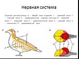 Нервная система. Нервная система птицы: А — общий план строения: 1 — головной мозг; 2 — спинной мозг; 3 — периферическая нервная система; Б — головной мозг: 1 — передний мозг; 2 — промежуточный мозг; 3 — средний мозг; 4 — мозжечок; 5 — продолговатый мозг
