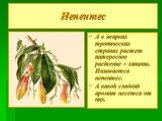 Непентес. А в жарких тропических странах растет интересное растение – хищник. Называется непентес. А какой сладкий аромат несется от них.