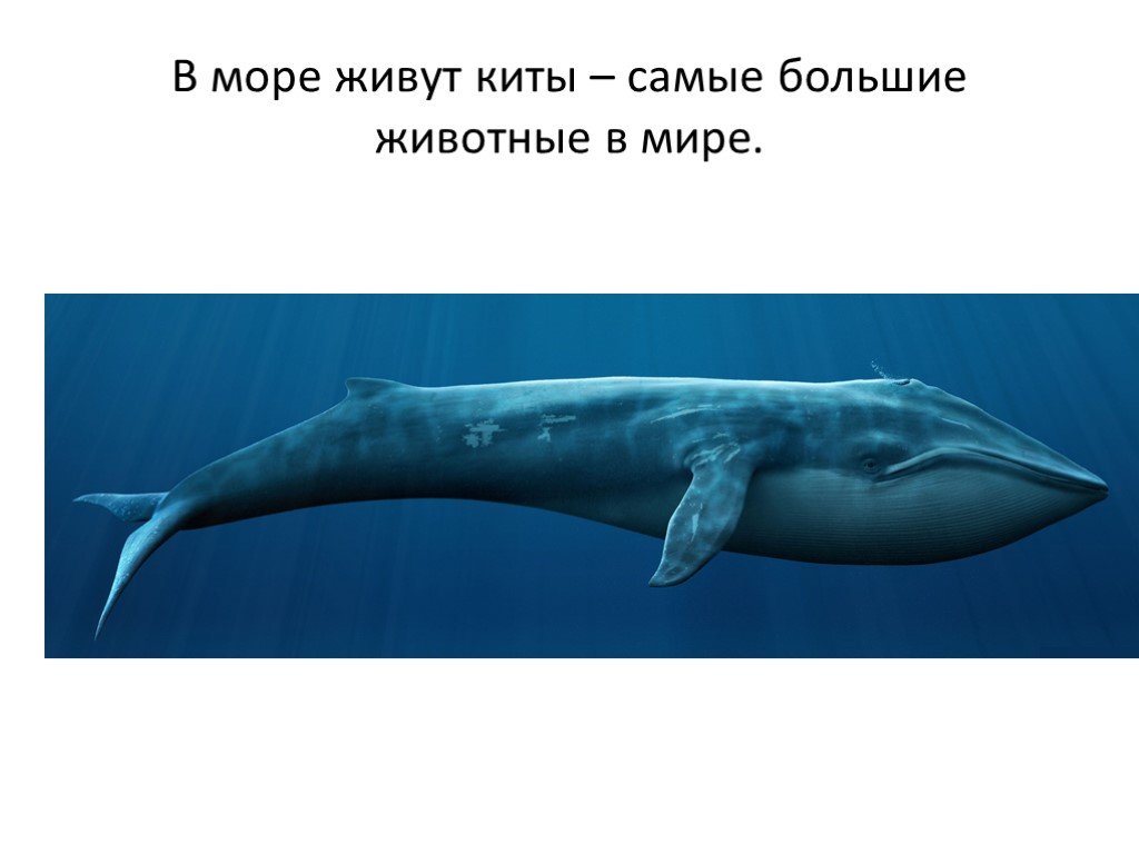 Где живет кит русский язык 1 класс. Кит живет. Кит живёт на море. Где живут китообразные. Где обитают киты.