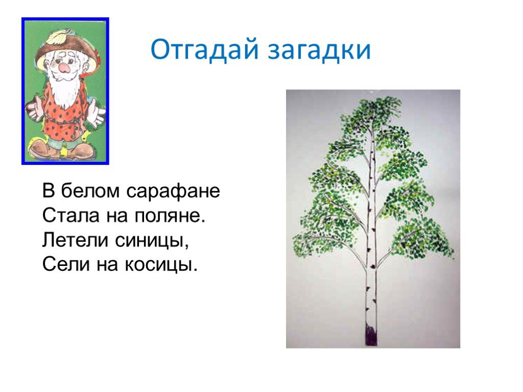 Угадай ответ дерево. Загадки про деревья. Загадки про дуб и березу. Загадка про дерево для детей. Загадки по теме деревья.