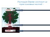 Растущее дерево состоит из трех основных частей : корни ствол крона
