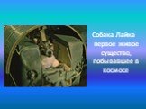 Собака Лайка первое живое существо, побывавшее в космосе