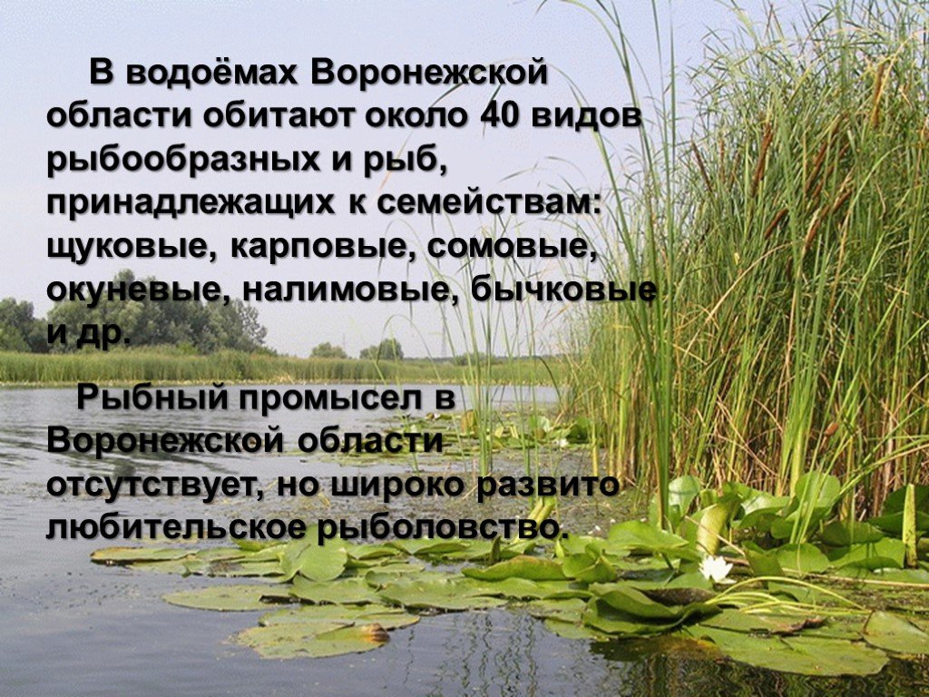 Сколько водоемов. Обитатели водоемов Воронежской области. Разнообразие природы Воронежского края. Животные водоемов Воронежской области. Животные Воронежского края- в водоемах.