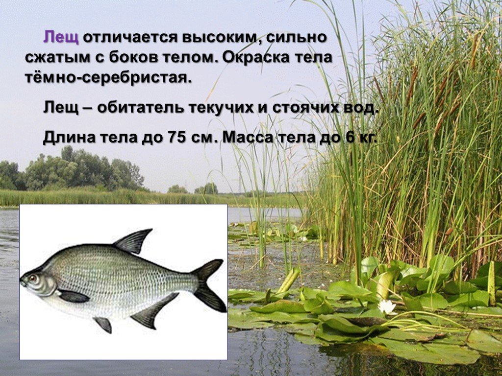 У меня живет культурный лещ. Лещ презентация. Обитатели водоемов Воронежской области. Презентация рыба лещ. Доклад о леще.