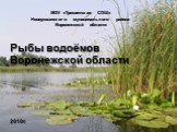 Мир вокруг нас 4 класс. Рыбы водоёмов Воронежской области. МОУ «Тресвятская СОШ» Новоусманского муниципального района Воронежской области. 2010г.