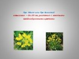 Лук Моля или Лук Золотой невысокое – до 25 см, растение с желтыми звездообразными цветами
