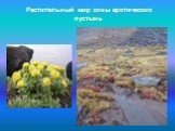 Растительный мир зоны арктических пустынь
