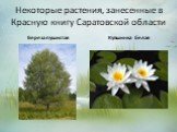 Некоторые растения, занесенные в Красную книгу Саратовской области. Береза пушистая Кувшинка белая