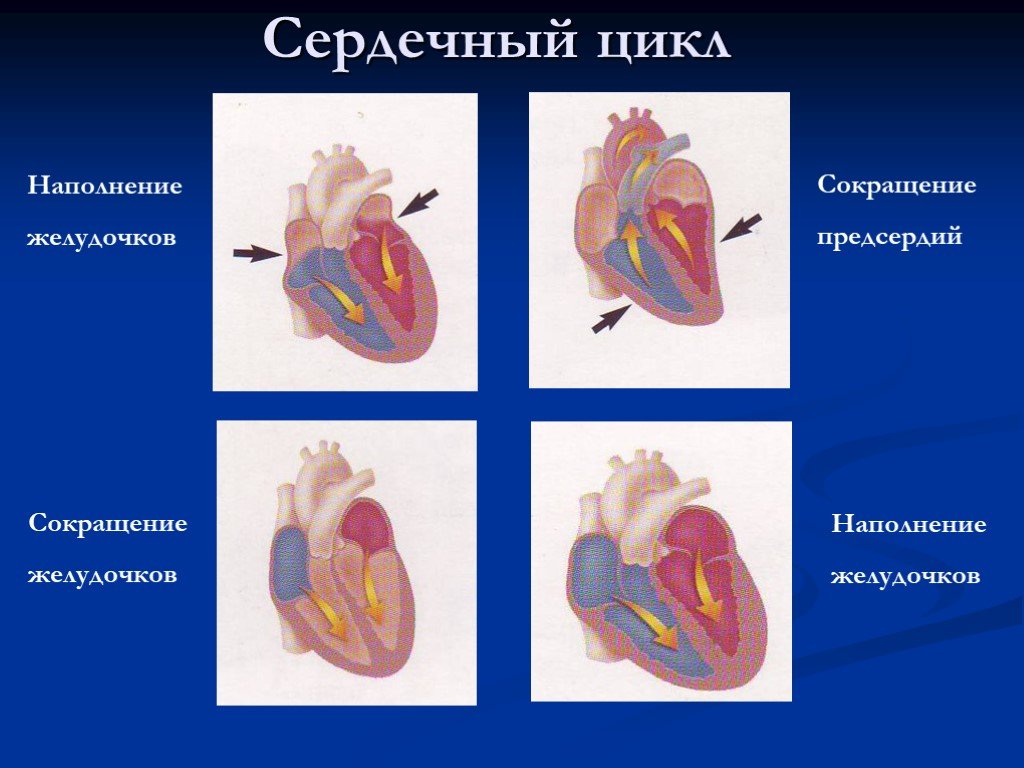 Расслабление предсердий и желудочков. Сердечный цикл. Схема сердечного цикла. Сердечный цикл предсердия. Сердечный цикл сокращение предсердий.