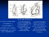 16 – 24 день ( 3 неделя ). а) стадия сердечной трубки ( 1-венозный отдел; 2- артериальный отдел, 3-первичные аорты, 4-перикард, 5-венозный синус, 6-желточная вена, 7-пупочные вены. б) стадия S-образного сердца ( 1-венозный синус, 2-артериальный отдел, 3-артериальный створ, 4-перикард, 5-венозный отд