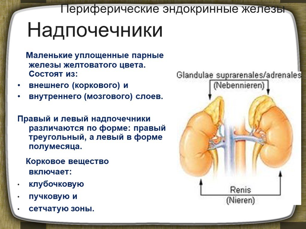 Про надпочечники