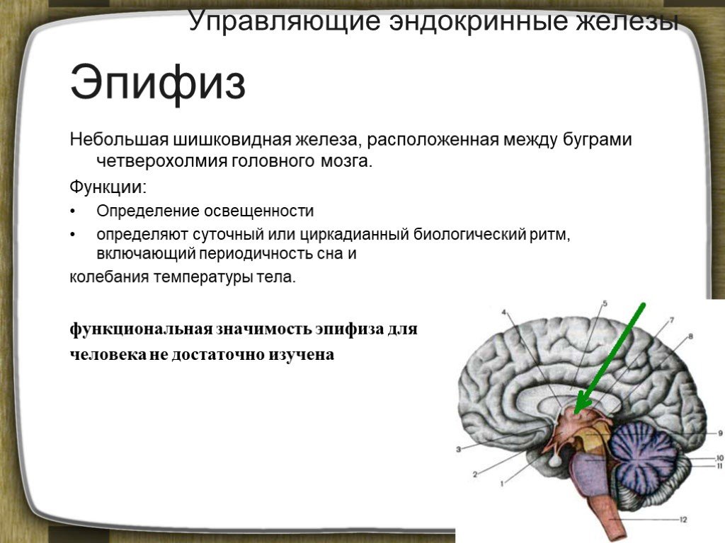 Эпифиз регулирует. Гипофиз и эпифиз головного мозга функции. Эпифиз строение гормоны. Строение головного мозга эпифиз. Эпифиз Тип железы.