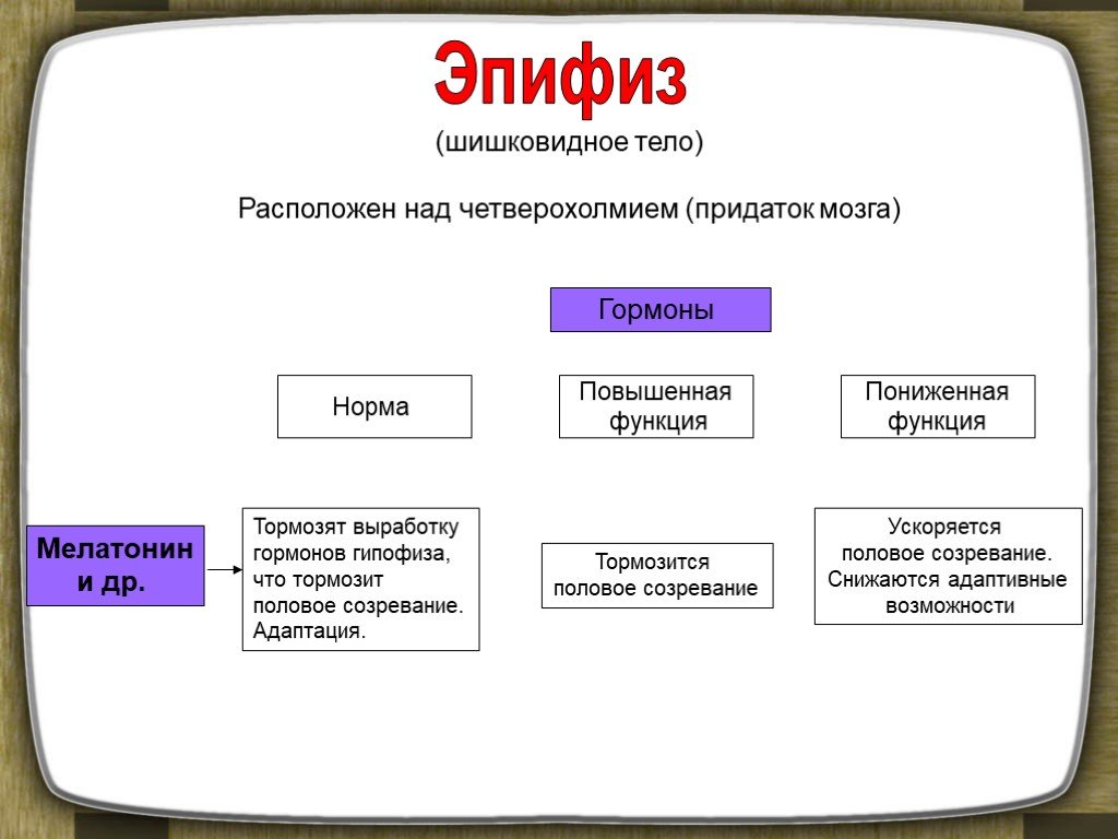 Расположен над. Гормон тормозящий половое созревание. Гормон мелатонин половое созревание. Сапплементация железа это.