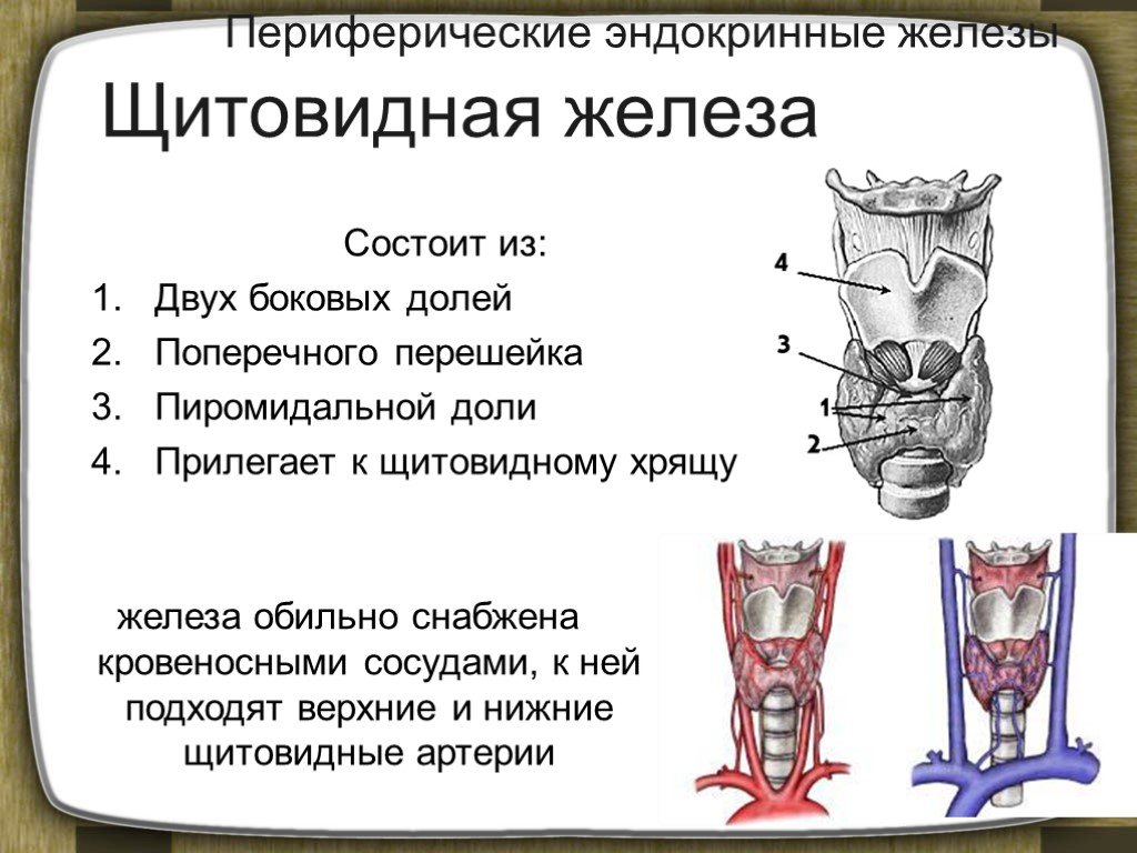 Щитовидная железа секреция. Периферические эндокринные железы. Щитовидная железа состоит из двух долей. Щитовидная железа состоит из двух долей и перешейка. Эндокринная железа щитовидная железа.