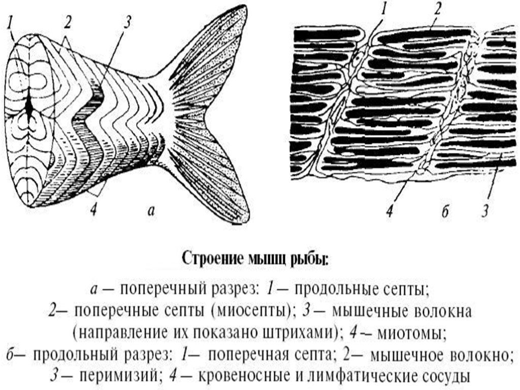 Мышечная ткань рыбы