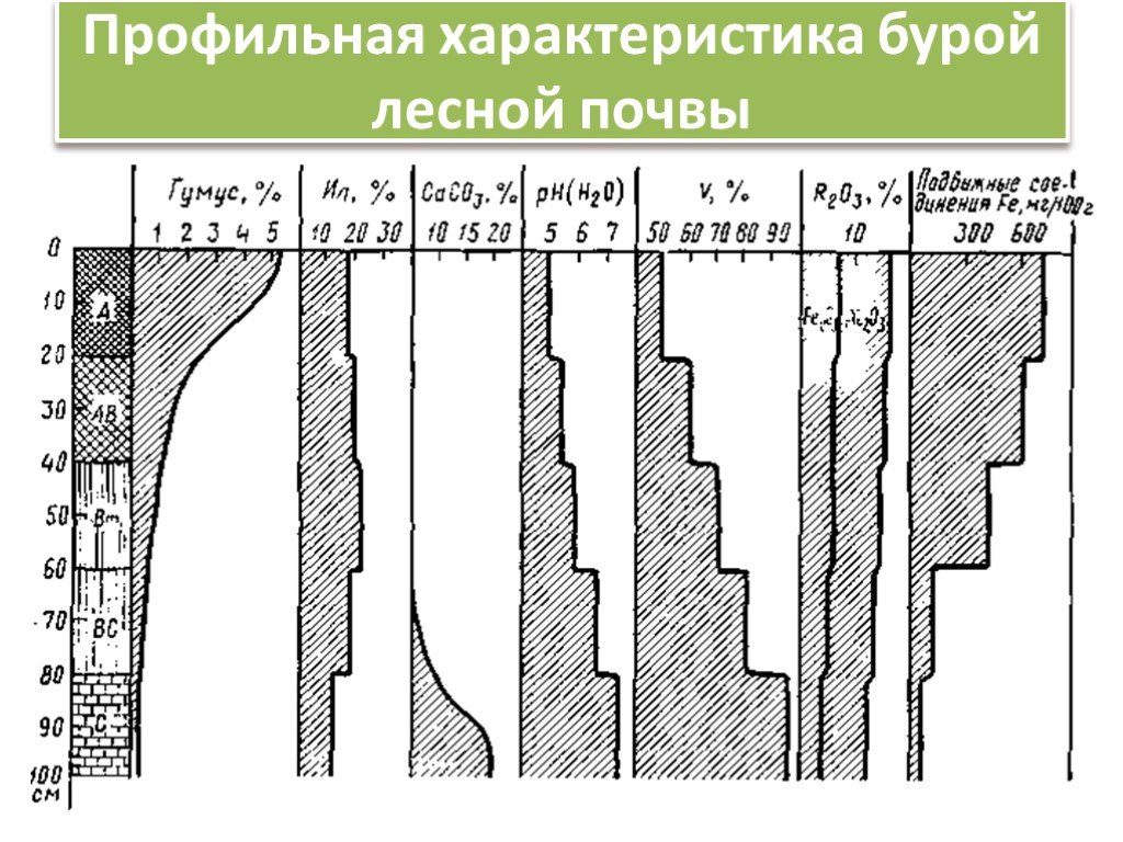 Бурые лесные почвы. Буроземы характеристика. Буроземы почвы характеристика. Профильная характеристика темно-серой Лесной почвы. Буроземы PH.