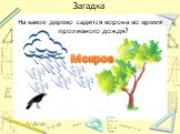 На какое дерево садится ворона во время проливного дождя? Мокрое