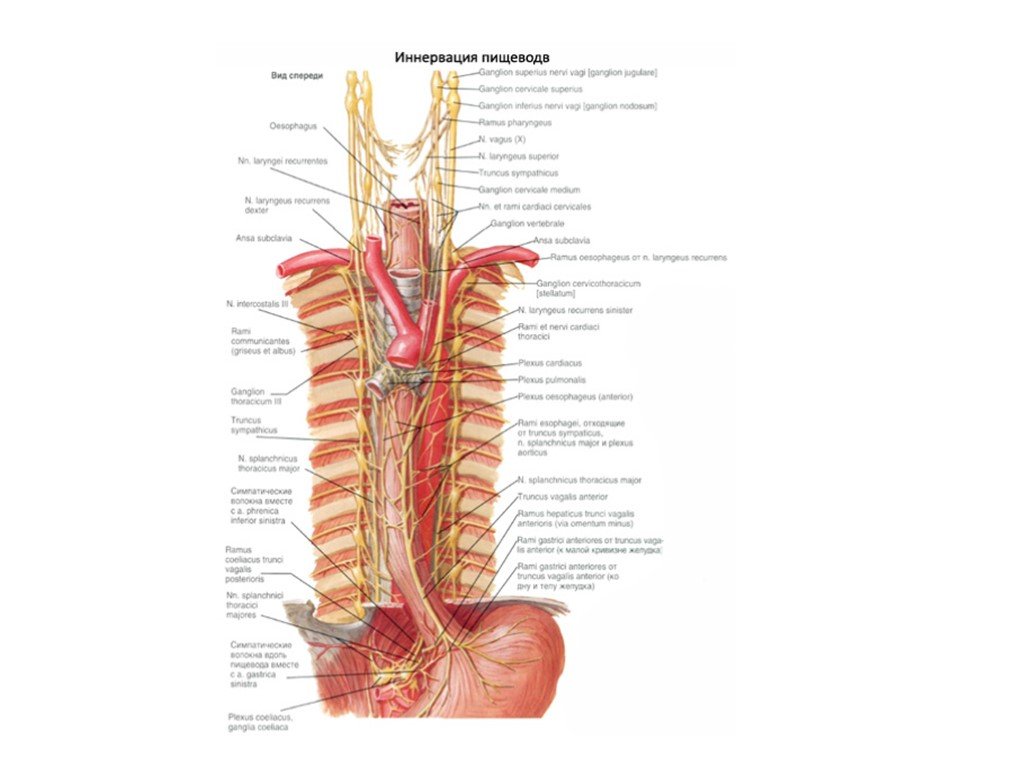 Артерии пищевода. Топография пищевода анатомия. Иннервация пищевода схема. Иннервация пищевода анатомия. Лимфатические узлы пищевода анатомия.