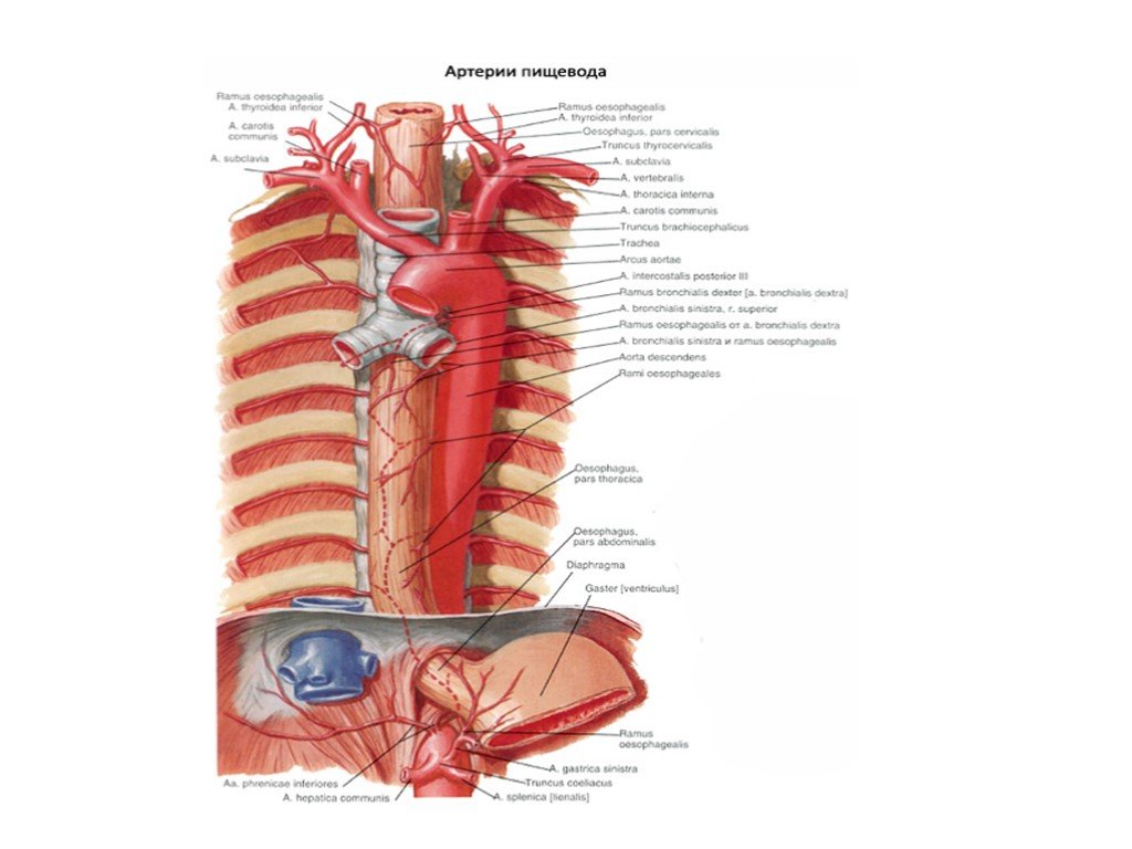Сосуды пищевода. Кровоснабжение пищевода топографическая анатомия. Кровоснабжение шейной части пищевода. Схема артериального кровотока пищевода. Топография пищевода анатомия.