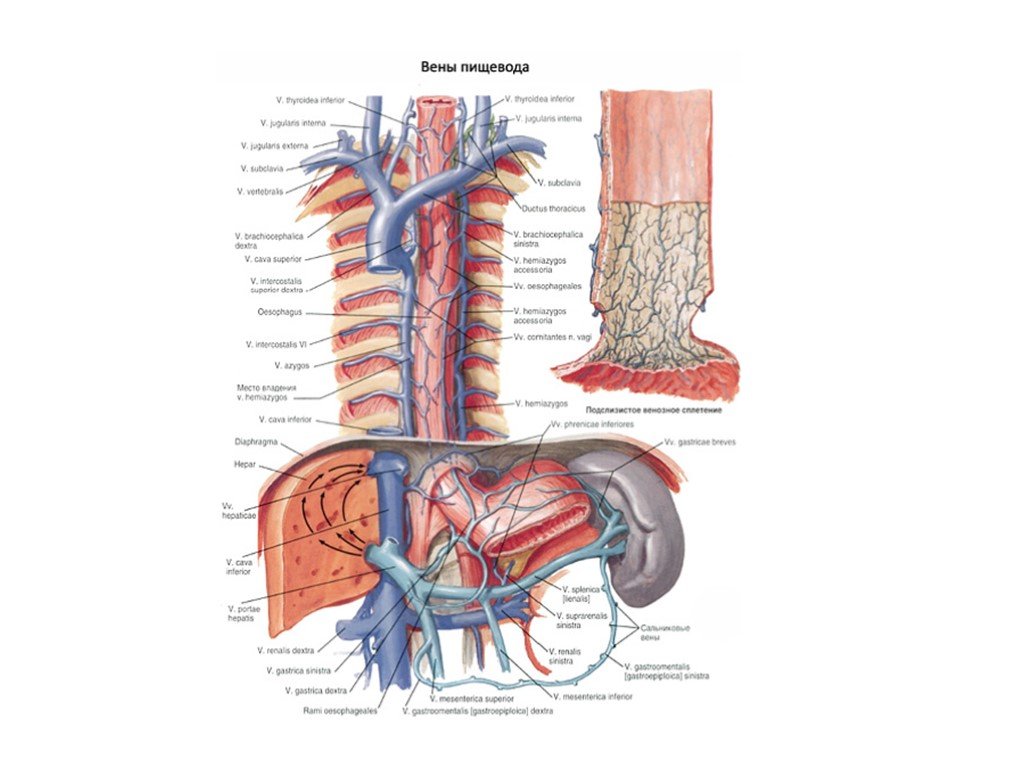 Артерии пищевода. Кровоснабжение и венозный отток пищевода. Портальная Вена анатомия. Венозный отток пищевода анатомия. Диафрагма, строение, иннервация, кровоснабжения.
