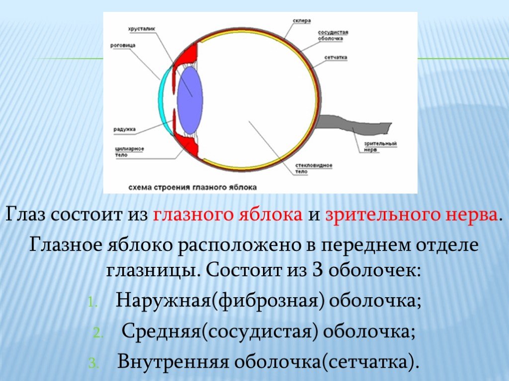 На какой части глазного яблока образуется изображение. Строение зрительного анализатора глазное яблоко. Оболочки глазного яблока строение и функции. Зрительная сенсорная система строение глазного яблока. Строение зрительной сенсорной системы.