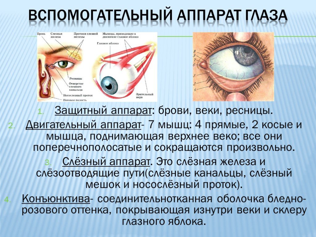 Функции защиты глаза. Аппараты глаза вспомогательный двигательный слезный. Строение вспомогательного аппарата глаза. Вспомогательный аппарат глазного яблока анатомия. Структуры глазного яблока вспомогательный аппарат органа зрения.