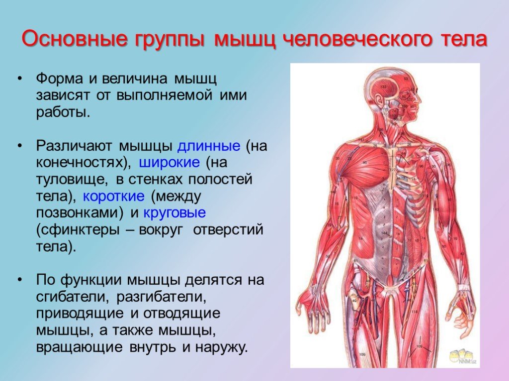 Мышечная система какие органы входят. Основные группы мышц. Основные мышечные группы тела. 3 Основные группы мышц. Основные группы мышц в теле человека.