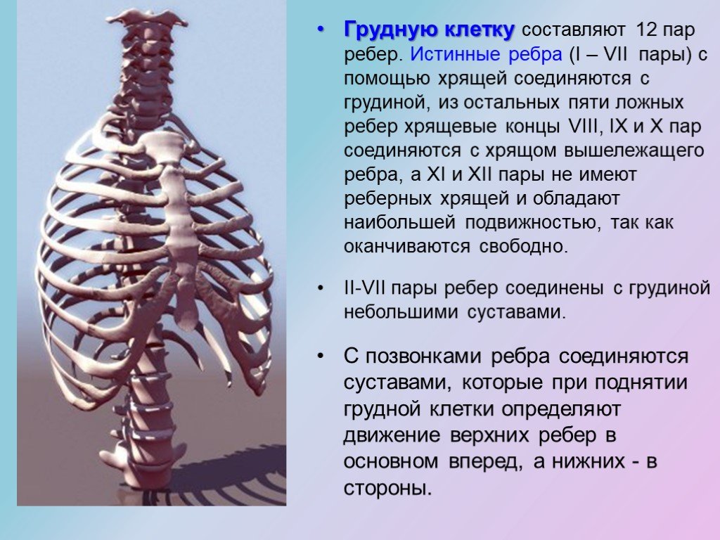 Грудная клетка какие клетки. Ребра истинные ложные колеблющиеся. 12 Пар рёбер в грудной клетке. Грудная клетка реберные хрящи. Ложные ребра у человека.