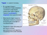 Череп ─ скелет головы. В соответствии с особенностями развития, строения и функций различают два отдела черепа: мозговой и лицевой (висцеральный). Мозговой отдел черепа образует полость, внутри которой располагается головной мозг. Лицевой отдел формирует костную основу дыхательного аппарата и пищева