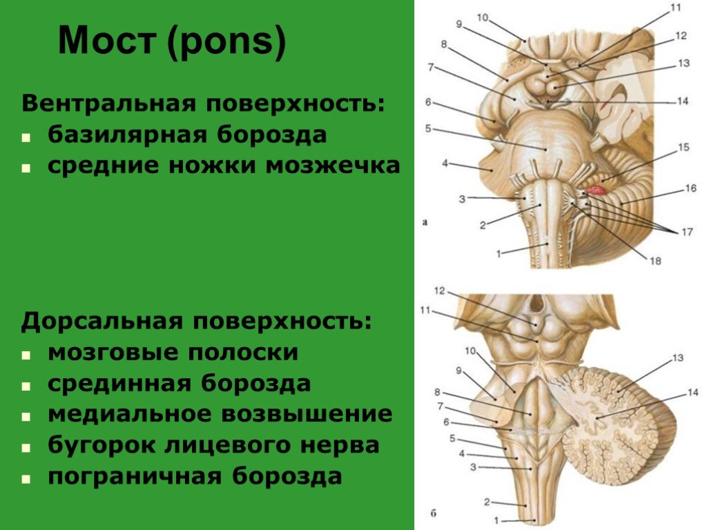 Средние ножки мозжечка. Дорсальная поверхность ствола мозга. Варолиев мост дорсальная поверхность. Вентральная поверхность моста. Вентральная поверхность моста анатомия.