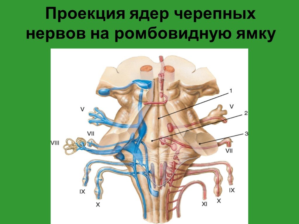 Ромбовидная ямка черепные нервы. Проекция ядер ЧМН. Ромбовидная ямка ядра черепных нервов. Проекция ядер черепных нервов на ромбовидную ямку. Схему расположения ядер v–XII пар черепных нервов в ромбовидной ямке.
