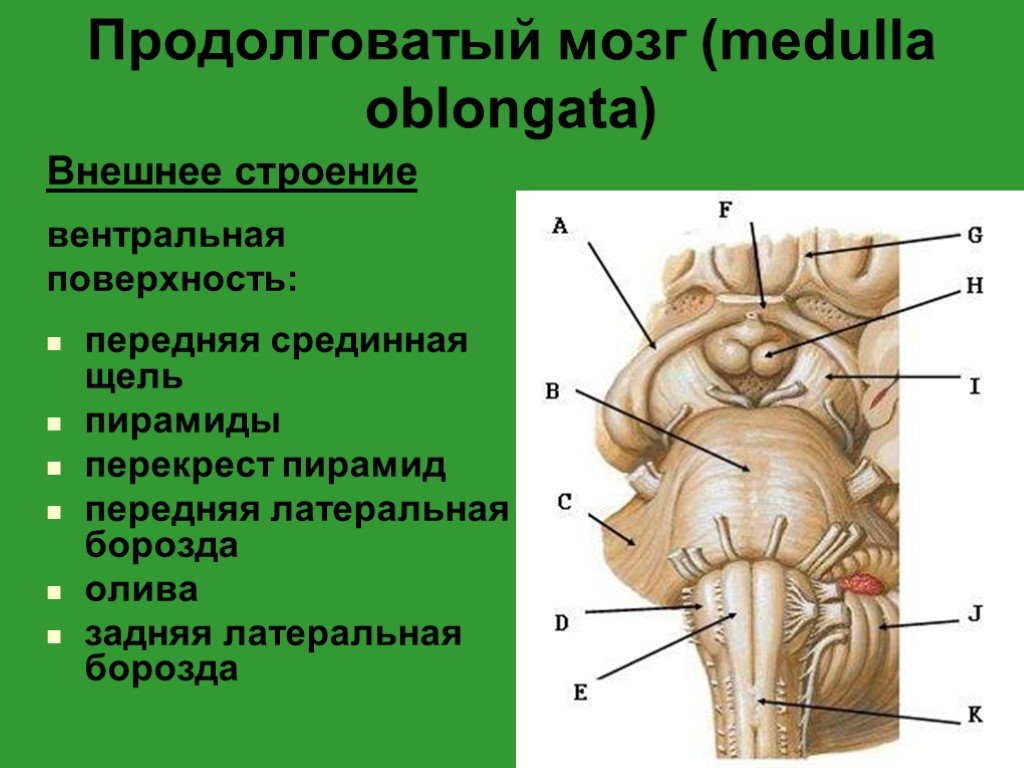 Поверхности заднего мозга