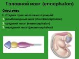 Головной мозг (encephalon). Онтогенез I. Стадия трех мозговых пузырей: ромбовидный мозг (rhombencepholon) средний мозг (mesencephalon) передний мозг (prosencephalon)