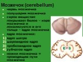 Мозжечок (cerebellum). червь мозжечка полушария мозжечка серое вещество покрывает белое – кора мозжечка и локализуется в его толще – ядра мозжечка ядра мозжечка: ядро шатра шаровидное ядро пробковидное ядро зубчатое ядро ножки мозжечка = проводящие пути мозжечка