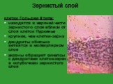 клетки Гольджи II типа: находятся в верхней части зернистого слоя вблизи от слоя клеток Пуркинье крупнее, чем клетки-зерна дендриты обильно ветвятся в молекулярном слое аксоны образуют синапсы с дендритами клеток-зерен в «клубочках» зернистого слоя