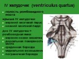IV желудочек (ventriculus quartus). полость ромбовидного мозга крыша IV желудочка: верхний мозговой парус нижний мозговой парус дно IV желудочка = ромбовидная ямка: верхние ножки мозжечка дорсальная поверхность моста срединная борозда медиальное возвышение пограничная борозда