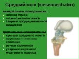 Средний мозг (mesencephalon). вентральная поверхность: ножки мозга межножковая ямка заднее продырявленное вещество дорсальная поверхность: крыша среднего мозга верхние и нижние холмики ручки холмиков уздечка верхнего мозгового паруса
