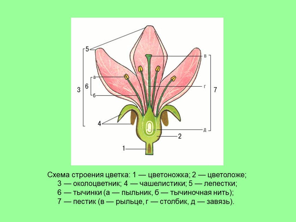 Биология проект 6 класс