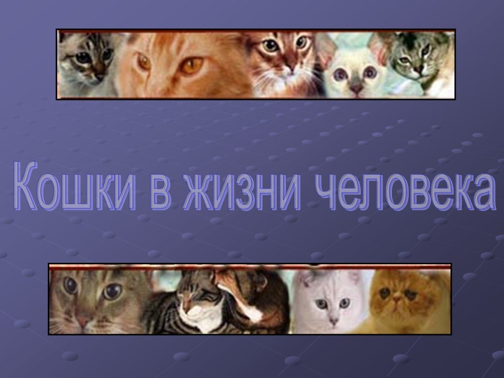 Кошки в жизни человека. Презентация на тему кошки в жизни человека. Роль кошки в жизни человека. Проект на тему кошка в жизни человека. Кошачьи жизни и человек.