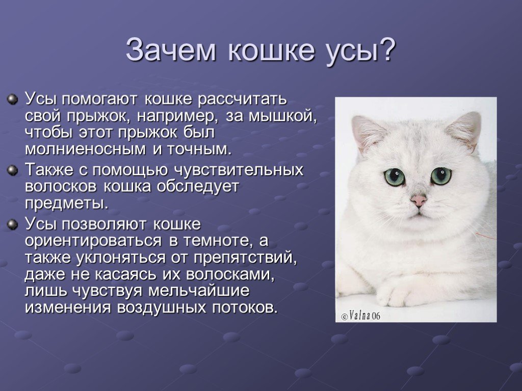 Кошки тема проекта