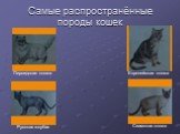 Самые распространённые породы кошек. Персидская кошка. Европейская кошка. Русская голубая Сиамская кошка