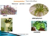 coleus chlorophytum Saintpaulia lonantha maranta. Комнатные растения в классе