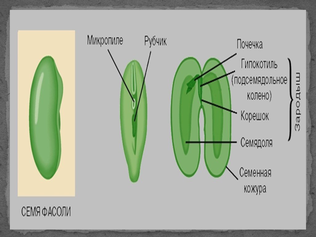 Почечка фасоли. Микропиле у растений. Микропиле семени. Эпикотиль и гипокотиль в семени. Строение семени микропиле.