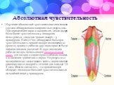 Абсолютная чувствительность. Изучение абсолютной чувствительности во многих случаях обнаруживало конфликтные результаты. При определении порога восприятия, левая ноздря была более чувствительна у леворуких испытуемых, тогда как правая ноздря — у праворуких. Кэйн и Гент обнаружили большую чувствитель