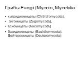 Грибы Fungi (Mycota, Mycetalia. хитридиомицеты (Chitridiomycota), зигомицеты (Zygomycota), аскомицеты (Ascomycota) базидиомицеты (Basidiomycota). Дейтеромицеты (Deuteromycota)