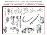 Микрофауна (по W. Dunger, 1974) или Нанофауна 1-4 – жгутиковые; 5-8 – голые амебы; 9-10 – раковинные амебы; 11-13 – инфузории; 14-16 – круглые черви; 17-18 – коловратки; 19-20 - тихоходки