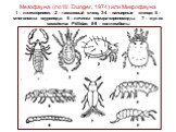 Мезофауна (по W. Dunger, 1974) или Микрофауна 1 – лжескорпион; 2 – гамазовый клещ; 3-4 – панцирные клещи; 5 – многоножка пауропода; 6 – личинка комара-хирономиды; 7 – жук из семейства Ptillidae; 8-9 – коллемболы