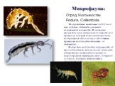 Микрофауна: Это крошечные насекомые (от 0,2 до 6 мм), которые обитают в условиях повышенной влажности. Их название произошло из-за специального выроста под брюшком, который позволяет насекомому подбрасывать себя в воздух. Подобными прыжками ногохвостки спасаются от хищников. Форма тела ногохвосток в