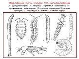 Макрофауна (по W. Dunger, 1974) или Мегафауна 1 – дождевой червь; 2 – мокрица; 3 губоногая многоножка; 4 – двупарноногая многоножка; 5 – личинка жужелицы; 6 личинка щелкуна; 7 – медведка; 8 – личинка майского хруща